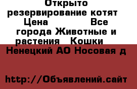 Открыто резервирование котят › Цена ­ 15 000 - Все города Животные и растения » Кошки   . Ненецкий АО,Носовая д.